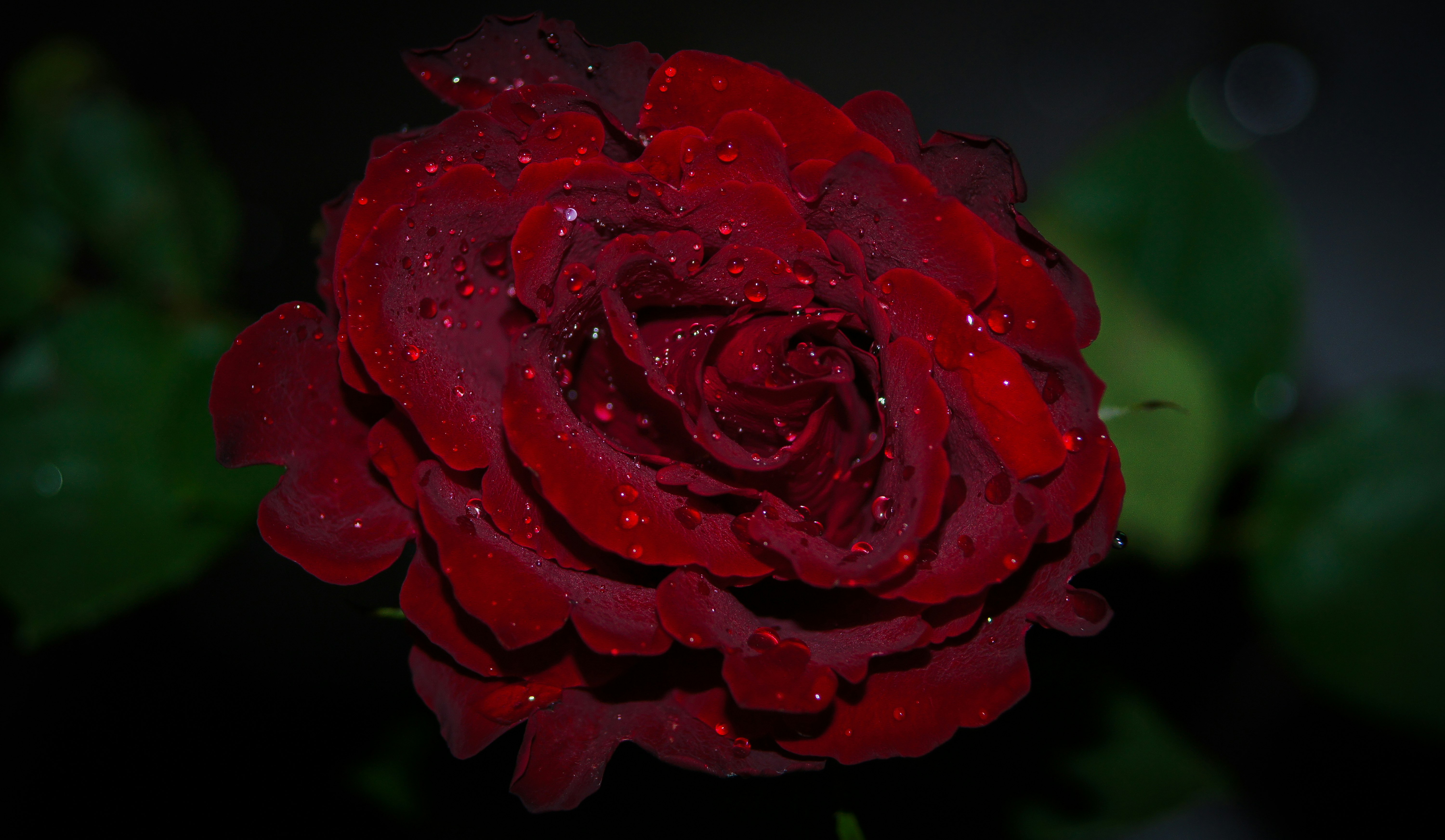 red rose in close up photography